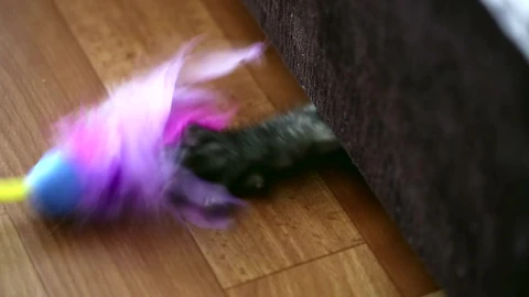 Video Stock Cat Under The Couch Playing With Feathers Live Wallpaper For PC - Free Live Wallpaper