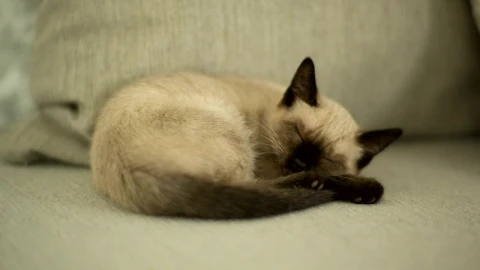 Video Stock Cat Taking A Nap Live Wallpaper For PC - Free Live Wallpaper
