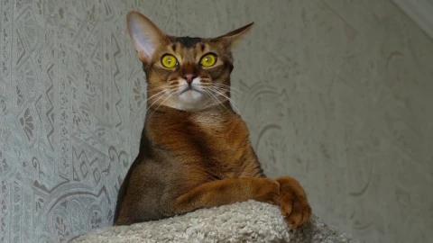 Video Stock Cat Rubbing His Head Live Wallpaper For PC - Free Live Wallpaper