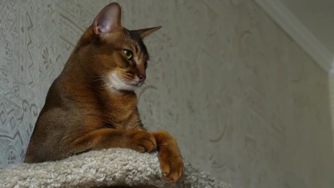 Video Stock Cat Resting At Home Live Wallpaper For PC - Free Live Wallpaper
