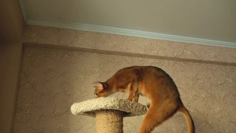 Video Stock Cat Playing With Ball Live Wallpaper For PC - Free Live Wallpaper