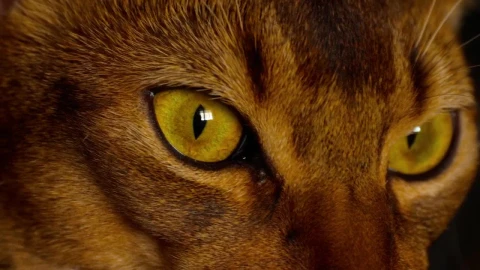 Video Stock Cat Eyes Closeup Live Wallpaper For PC - Free Live Wallpaper
