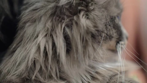 Video Stock Cat Enjoying A Belly Stratch Live Wallpaper For PC - Free Live Wallpaper