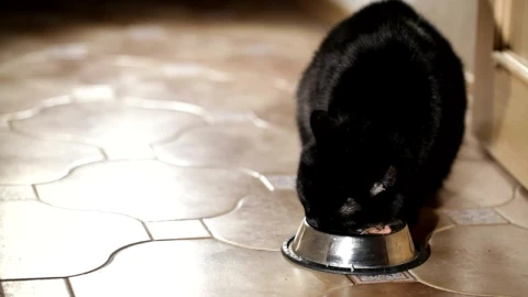 Video Stock Cat Eating From A Bowl Live Wallpaper For PC - Free Live Wallpaper