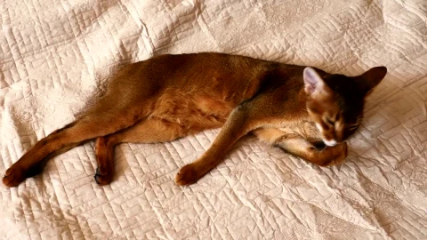 Video Stock Cat Cleaning His Paw Live Wallpaper For PC - Free Live Wallpaper