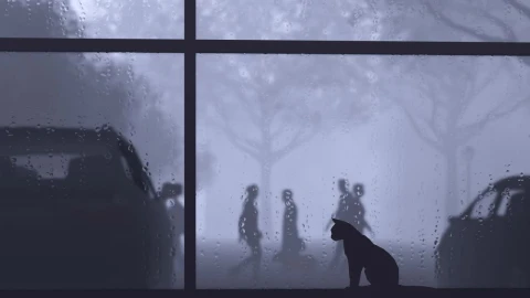 Video Stock Cat By A Window While It Rains Outside Live Wallpaper For PC - Free Live Wallpaper
