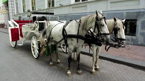 Video Stock Carriage Horses In The Street Live Wallpaper For PC - Free Live Wallpaper