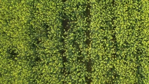 Video Stock Canola Plants In Early Summer Live Wallpaper For PC - Free Live Wallpaper