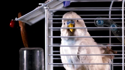 Video Stock Canary Scratching Its Head In A Cage Live Wallpaper For PC - Free Live Wallpaper