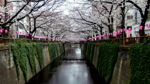 Video Stock Canal In The City Surrounded By White Cherry Trees Live Wallpaper For PC - Free Live Wallpaper