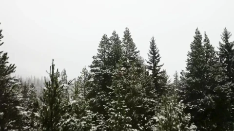 Video Stock Canadian Forest During Winter Live Wallpaper For PC - Free Live Wallpaper