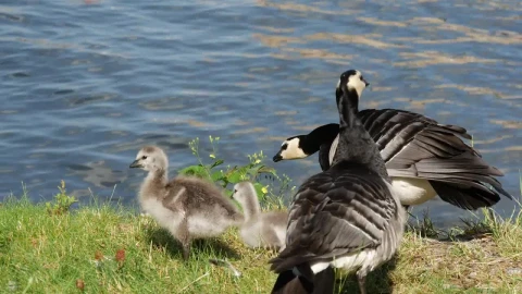Video Stock Canada Geese Family By The Pond Live Wallpaper For PC - Free Live Wallpaper
