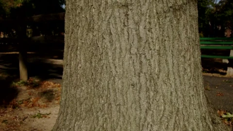 Video Stock Camera Moving Up A Tree Trunk Live Wallpaper For PC - Free Live Wallpaper