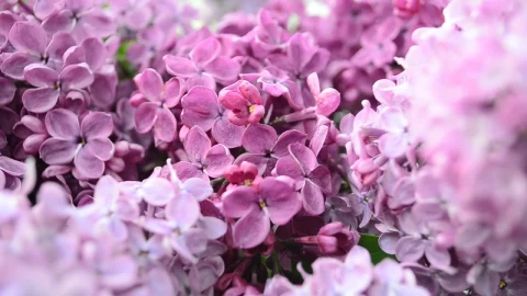 Video Stock Camera Close To A Lilac Plant Live Wallpaper For PC - Free Live Wallpaper