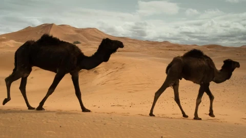 Video Stock Camels Walking In The Desert Live Wallpaper For PC - Free Live Wallpaper