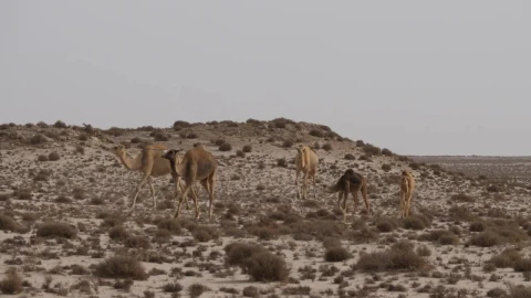 Video Stock Camels In The Desert Live Wallpaper For PC - Free Live Wallpaper