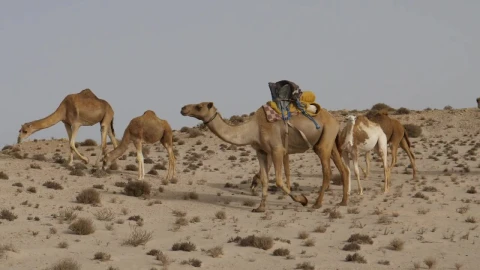 Video Stock Camels Grazing In The Desert Live Wallpaper For PC - Free Live Wallpaper
