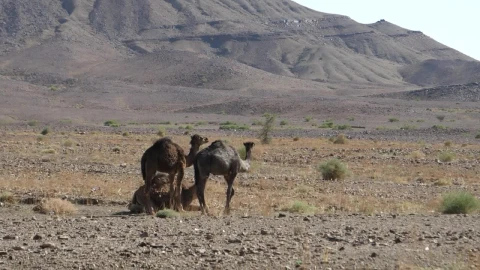 Video Stock Camels In A Dusty Desert Live Wallpaper For PC - Free Live Wallpaper