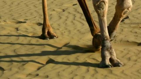 Video Stock Camels Crossing The Desert Live Wallpaper For PC - Free Live Wallpaper