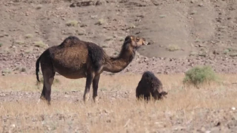 Video Stock Camel With A Baby Live Wallpaper For PC - Free Live Wallpaper