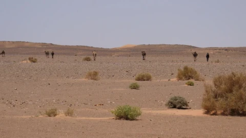 Video Stock Camel Shepherd And His Camels In The Desert Live Wallpaper For PC - Free Live Wallpaper