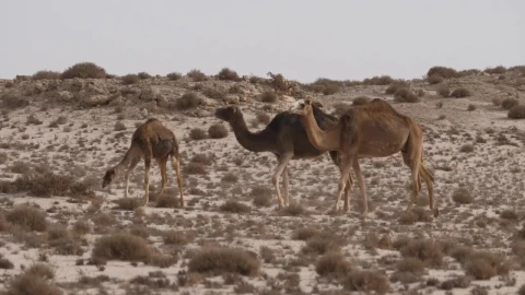 Video Stock Camel Herd Walking On A Desert Live Wallpaper For PC - Free Live Wallpaper