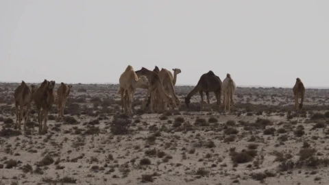 Video Stock Camel Herd In The Desert Live Wallpaper For PC - Free Live Wallpaper