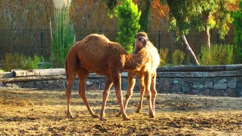 Video Stock Camel Couple In Arab Zoo Live Wallpaper For PC - Free Live Wallpaper