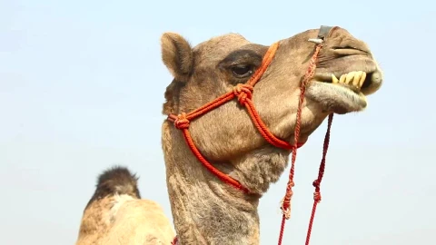 Video Stock Camel Chewing His Food Live Wallpaper For PC - Free Live Wallpaper