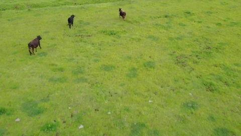 Video Stock Calves In A Meadow In An Aerial Shot Live Wallpaper For PC - Free Live Wallpaper