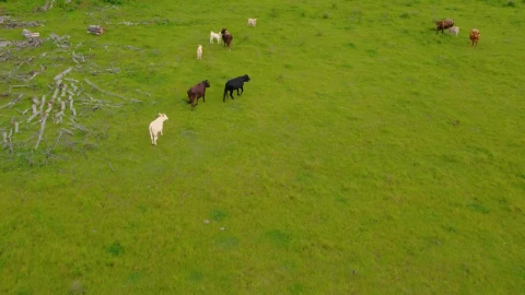 Video Stock Calves Feeding In A Meadow With Grass Live Wallpaper For PC - Free Live Wallpaper