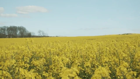 Video Stock Calm Breeze Over Fields Live Wallpaper For PC - Free Live Wallpaper