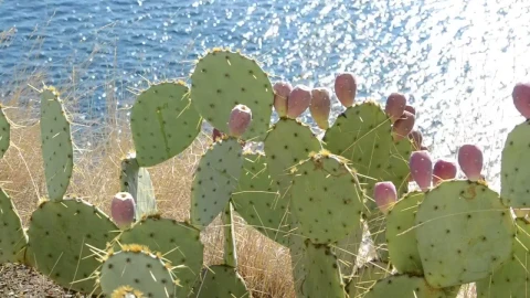 Video Stock Cactuses By The Ocean Live Wallpaper For PC - Free Live Wallpaper