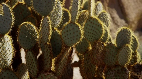 Video Stock Cactus Plant On A Sunny Day Live Wallpaper For PC - Free Live Wallpaper