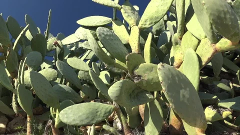 Video Stock Cactus Plant In The Wild Live Wallpaper For PC - Free Live Wallpaper