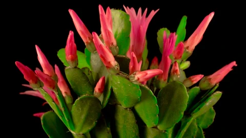 Video Stock Cactus Blooming Live Wallpaper For PC - Free Live Wallpaper