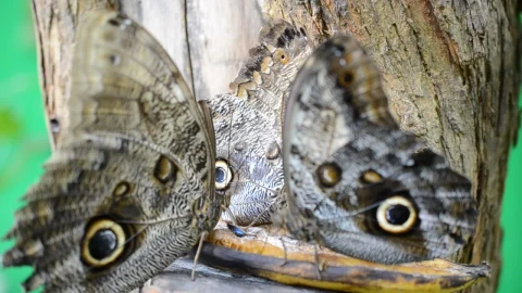 Video Stock Butterfly With Round Markings Live Wallpaper For PC - Free Live Wallpaper