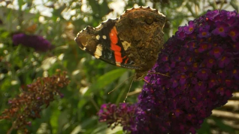 Video Stock Butterfly With Dark Patterns Live Wallpaper For PC - Free Live Wallpaper