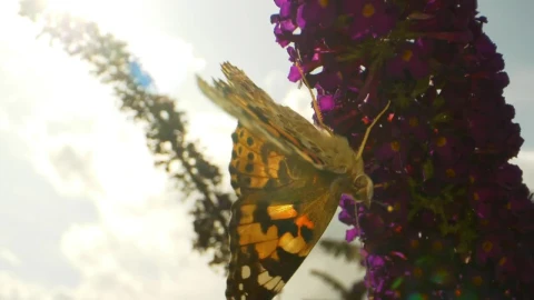 Video Stock Butterfly Walking On Flowers Live Wallpaper For PC - Free Live Wallpaper