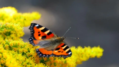 Video Stock Butterfly Standing Over Yellow Moving Flower Live Wallpaper For PC - Free Live Wallpaper