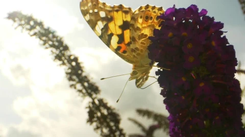 Video Stock Butterfly Resting On A Flower Live Wallpaper For PC - Free Live Wallpaper