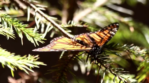 Video Stock Butterfly Resting On A Branch Live Wallpaper For PC - Free Live Wallpaper