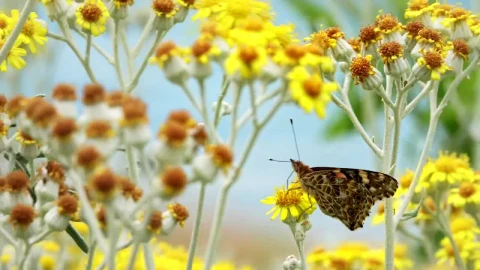 Video Stock Butterfly On Yellow Flowers Live Wallpaper For PC - Free Live Wallpaper