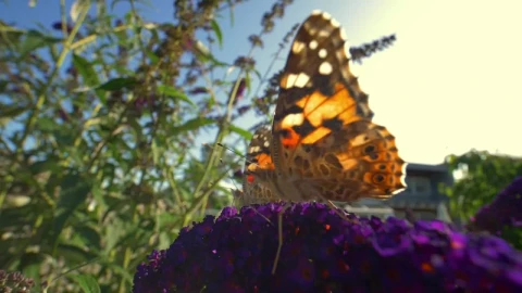 Video Stock Butterfly On A Sunny Day Live Wallpaper For PC - Free Live Wallpaper