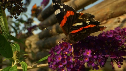 Video Stock Butterfly On A Flower Live Wallpaper For PC - Free Live Wallpaper