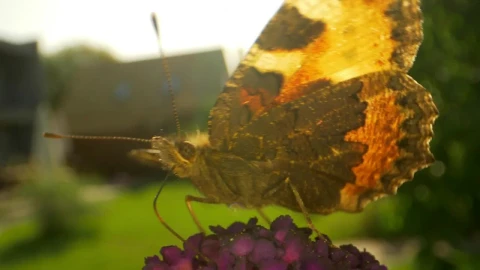 Video Stock Butterfly Leaving A Flower Live Wallpaper For PC - Free Live Wallpaper