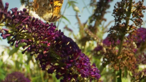 Video Stock Butterfly In The Breeze Live Wallpaper For PC - Free Live Wallpaper