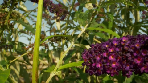 Video Stock Butterfly In A Summer Garden Live Wallpaper For PC - Free Live Wallpaper