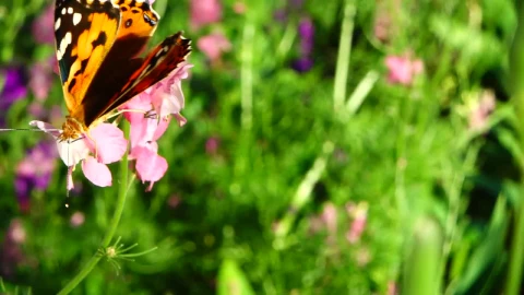 Video Stock Butterfly In A Meadow Live Wallpaper For PC - Free Live Wallpaper