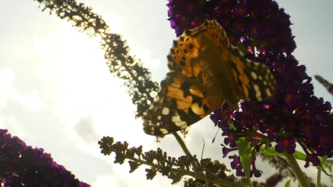 Video Stock Butterfly Hanging Off Of A Flower Live Wallpaper For PC - Free Live Wallpaper
